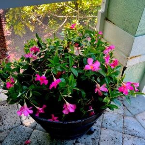 Meet your Posher, Jacquelyn